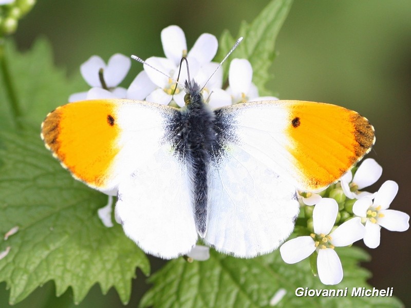 Anthocharis cardamines Pieridae